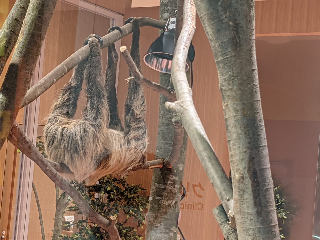 福岡市博多区 ららぽーと福岡は動物園 Moff Animal Cafe ヒヨコやフクロウやナマケモノに会える ふれあい体験 エサやり体験も 号外net 福岡市博多区